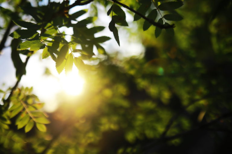 Březen 2026 byl čtvrtým nejteplejším v historii měření, uvedla služba Copernicus