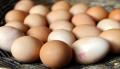 Přečtete si více ze článku Německo, Nizozemsko a Belgie stahují z prodeje toxická vejce
