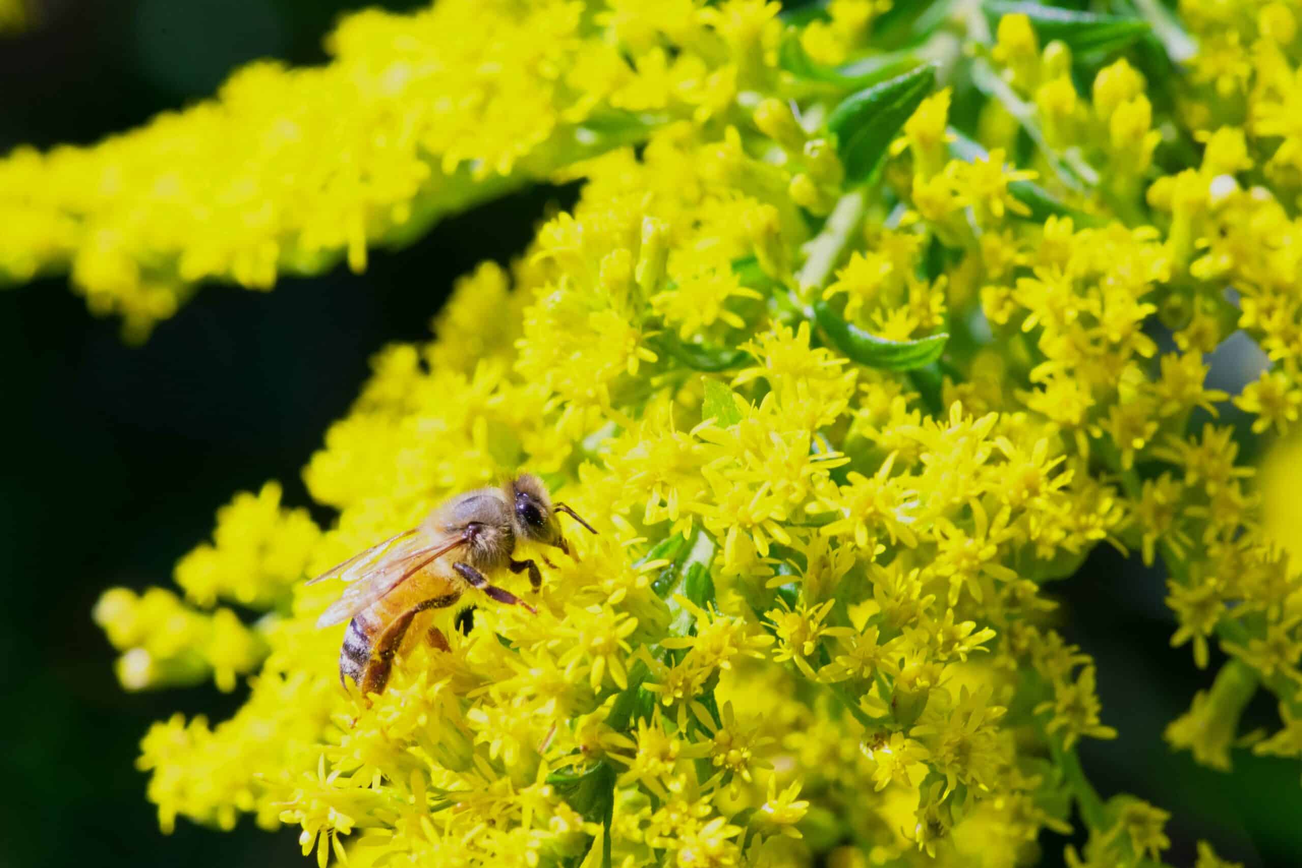 Přečtete si více ze článku Reakce Evropské komise na iniciativu „Zachraňme včely i farmáře!“