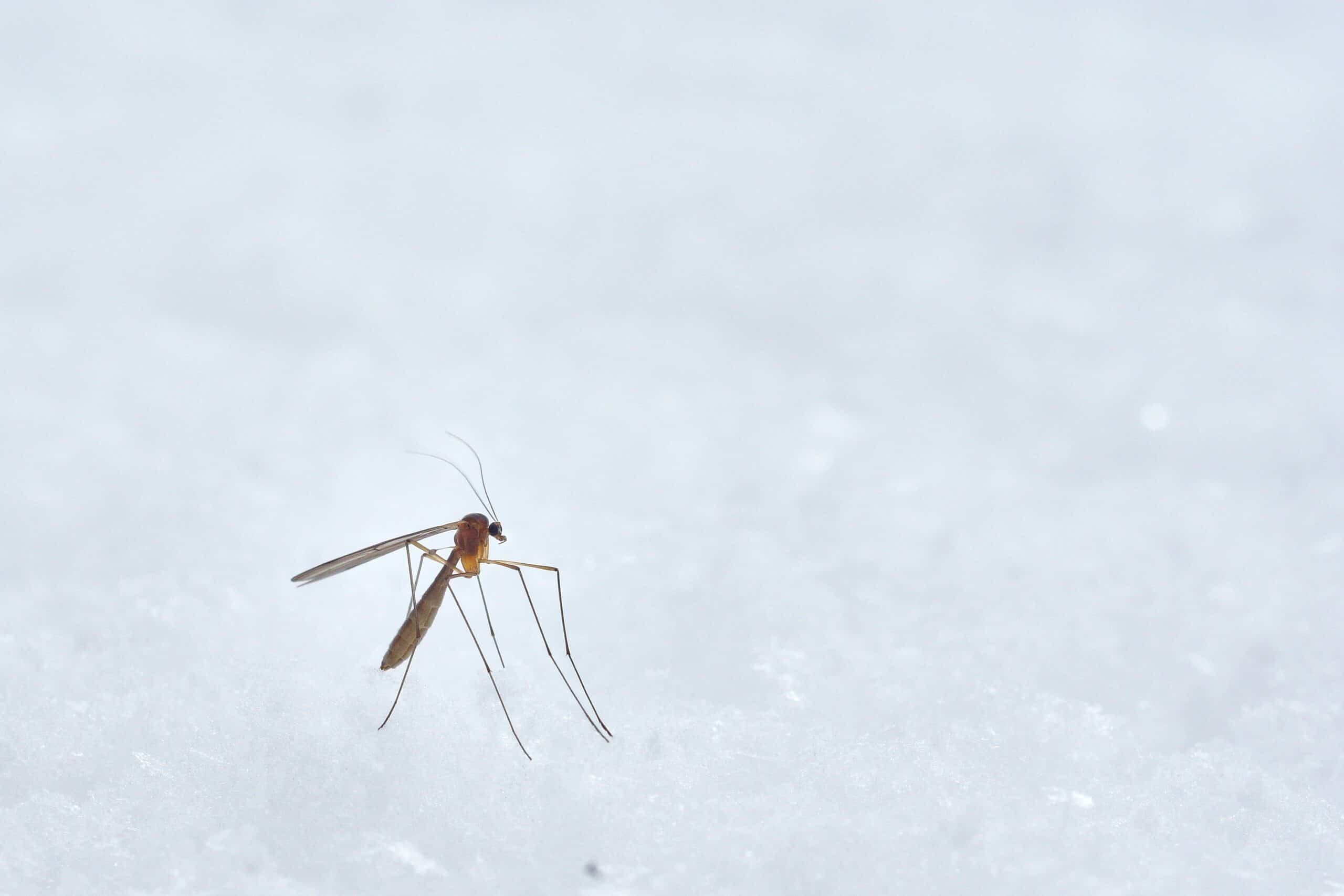 Přečtete si více ze článku EU varovala před šířením nemocí přenášených komáry v Evropě