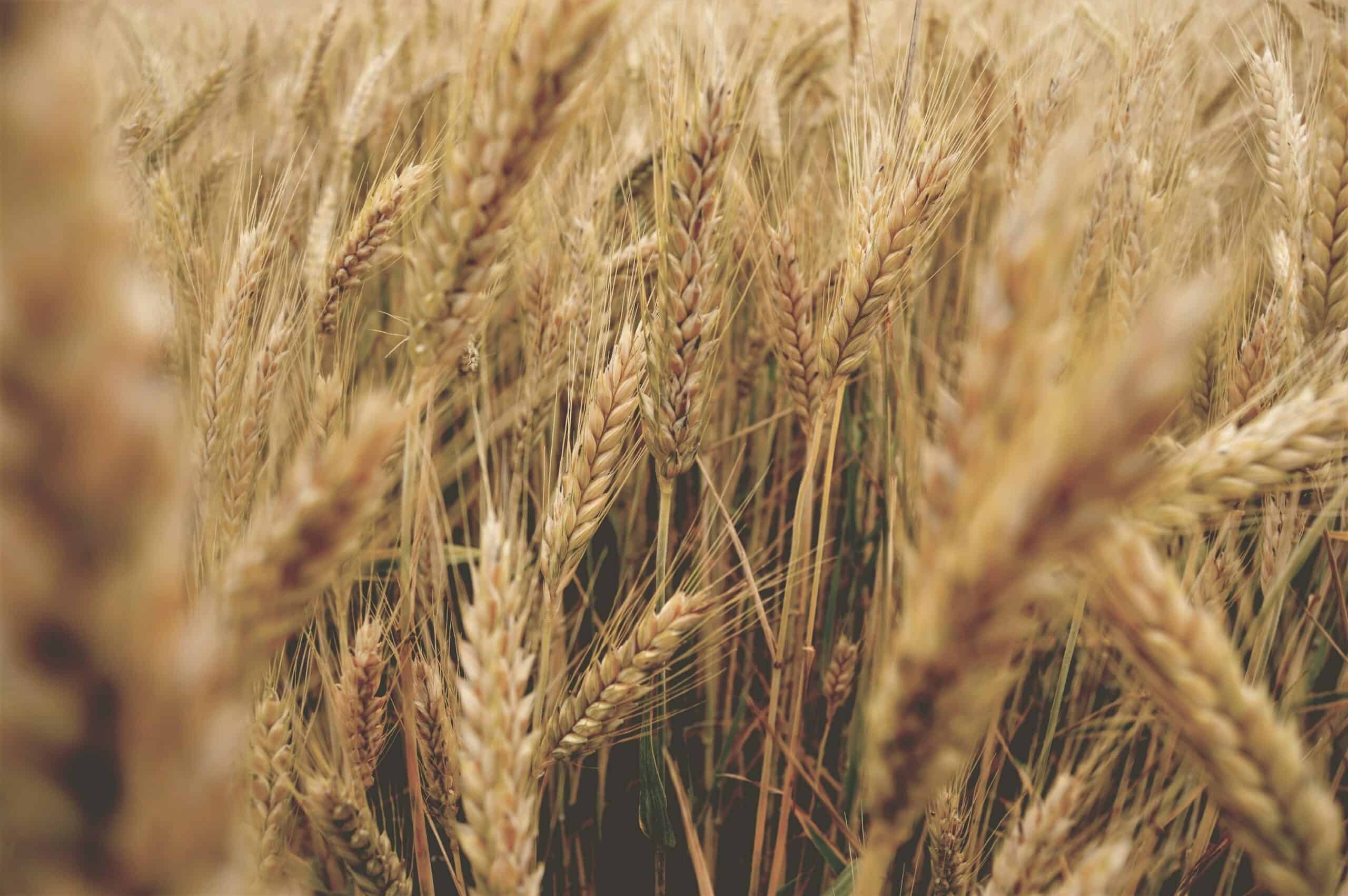 Přečtete si více ze článku Polsko kvůli obavám o své farmáře nezruší zákaz dovozu ukrajinského obilí